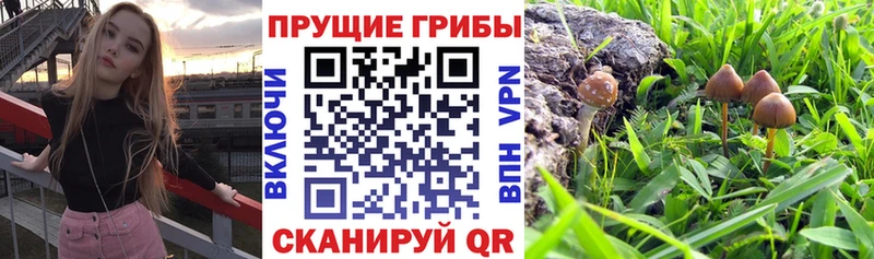 Купить где  Закаменск  Галлюциногенные грибы мицелий 